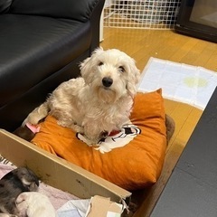 迷子犬 - その他