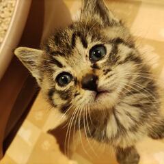 1ヶ月半の子猫❤とらねこちゃん　優しい里親さん決まりました