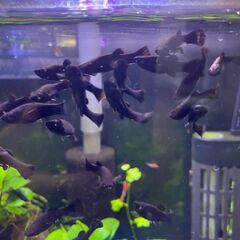 ■ブラックモーリー （生後半年ほど）の画像