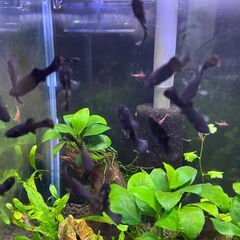 ■ブラックモーリー （生後半年ほど）の画像