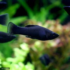 ■ブラックモーリー （生後半年ほど）の画像