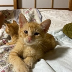 生後約半年　オス1匹メス1匹います！
