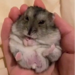 ハムスター、レオパなど小動物好きな方の会^ ^