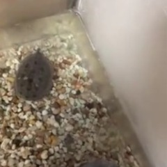 アメリカミシシッピアカミミガメ