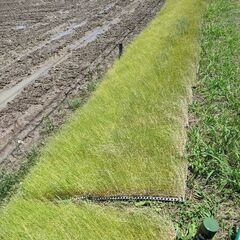 7/5　田植え手伝って下さいませんか？　お問合せありがとうござい...