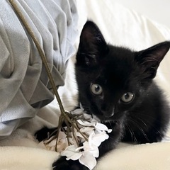 黒猫ちゃん里親募集です！里親さん決定しました✨