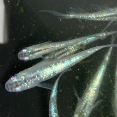 【メダカ】　黒ラメ幹之（10匹＋α）の画像