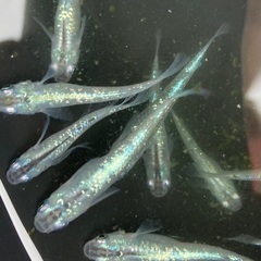 【メダカ】　黒ラメ幹之（10匹＋α）の画像