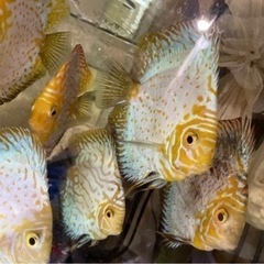 ディスカス　熱帯魚