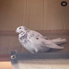 保護鳩　グリズル　希少