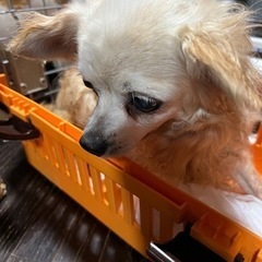 脚長チワワちゃん