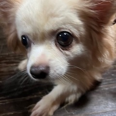 ずっしり大きめチワワちゃん