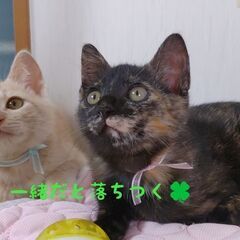 微笑ましい♡ほっこり兄妹 - 猫
