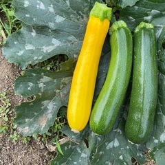 無農薬！有機栽培ズッキーニ お野菜セット