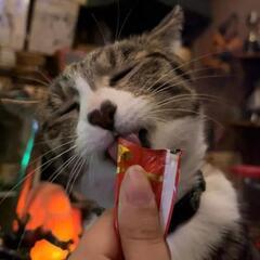 アルバイトスタッフ募集中❗人見知りしない人なつこい猫のいるアットホームなバーですの画像