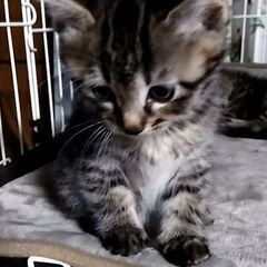 4月１０日生まれトイレ🆗フード🆗です!!