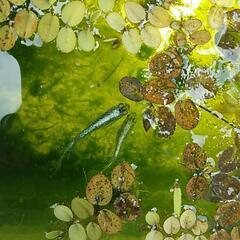 めだか🌟星河鰭長メダカ成魚2匹🌟