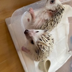 ハリネズミのハリボーとハリーちゃん