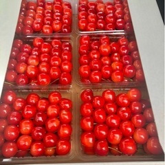 さくらんぼをパックに詰める作業　超短期　１ヶ月