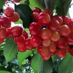 さくらんぼをパックに詰める作業　超短期　１ヶ月の画像