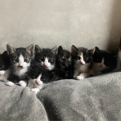 一歳半年の猫ちゃん − 東京都