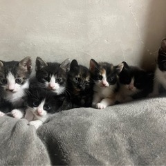 一歳半年の猫ちゃん - 江戸川区