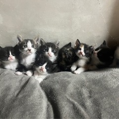 一歳半年の猫ちゃん - 猫