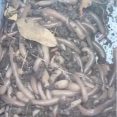 ミミズ うなぎ釣り バス 生き餌 30匹