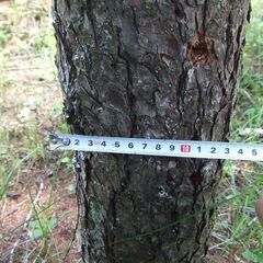 カラマツの伐採枝と立ち枯れ木（薪用にどうでしょうか？）（26-29日限定）の画像