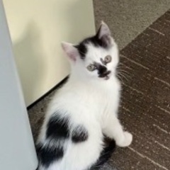 白黒ネコ