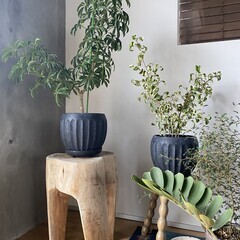 植物好きのお仲間募集しています