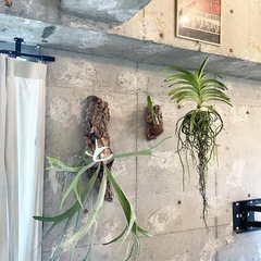 植物好きのお仲間募集しています - 横浜市