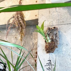 植物好きのお仲間募集しています - その他