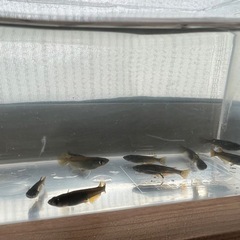 【めだか】オロチ系メダカ 黄ヒレ 画像の個体全部 12匹