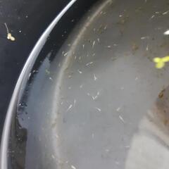 白メダカの稚魚　50匹～　バケツごとの画像