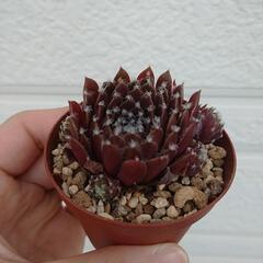 取引中 多肉植物 センペルビウム ランナー付き