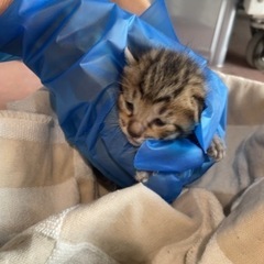 2022.6.10 愛媛県新居浜市 野良猫 赤ちゃん キジ猫②