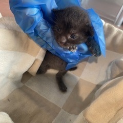 2022.6.10 愛媛県新居浜市内 野良猫 赤ちゃん 黒色 （...