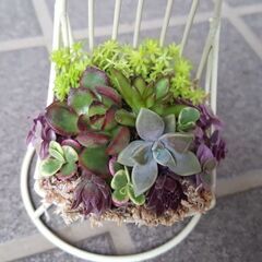 値下げ⬇️🍀ゆらゆらチェア×多肉植物の寄せ植え