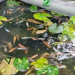 35号  無料にてメダカの稚魚🐟（針子含む）差し上げますの画像