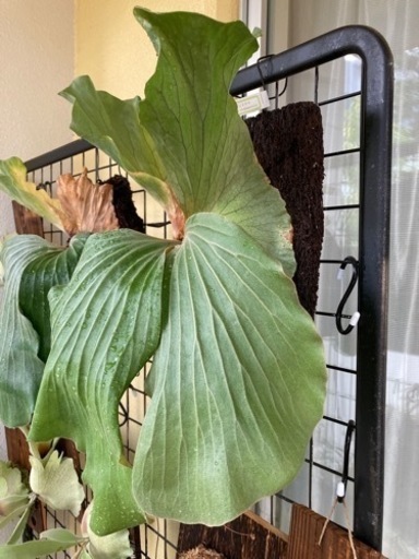 【特価】ビカクシダ エレファントティス　へご板付け