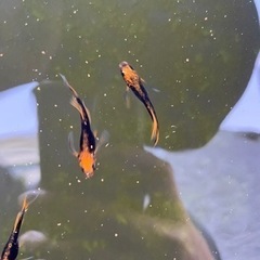 竜章鳳姿　めだか　星田めだか様血統　