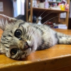 里親募集中🐈 - 備前市