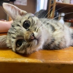 里親募集中🐈