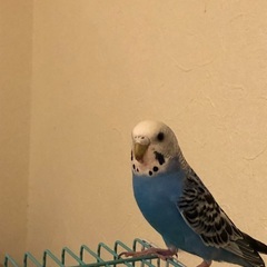 セキセイインコ1才(メス？)里親募集