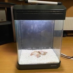 取り引き中。熱帯魚用　水槽