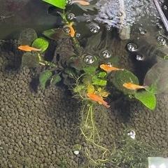 メダカ幼魚（紅帝ダルマから生まれたショートタイプ）5匹の画像