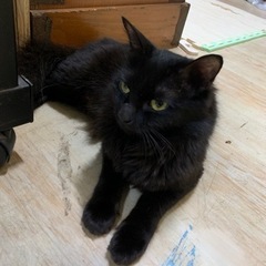 家族になってもらえますか？