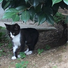 白黒赤ちゃんねこ　里親さん決まりました
