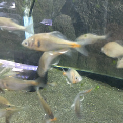 🐠白迦(ハッカ)タナゴ